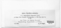 Image of Godronia spiraeae